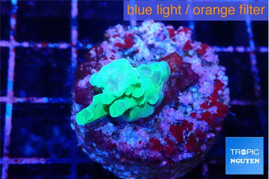 Acropora green 2-3 cm WYSIWYG acclimaté