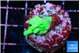 Acropora green 2-3 cm WYSIWYG acclimaté