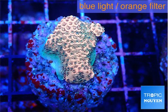 Acropora millepora mango 2-3 cm WYSIWYG acclimaté