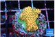 Acropora millepora mango 2-3 cm WYSIWYG acclimaté