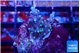 Acropora carduus green polyps deep water 2-3 cm WYSIWYG acclimaté