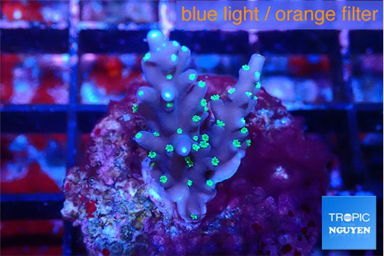 Acropora carduus green polyps deep water 2-3 cm WYSIWYG acclimaté