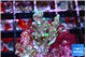 Acropora carduus green polyps deep water 2-3 cm WYSIWYG acclimaté