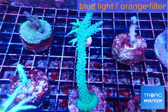 Acropora green & purple tip 5-7 cm WYSIWYG acclimaté