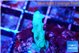 Acropora green 2 cm WYSIWYG acclimaté