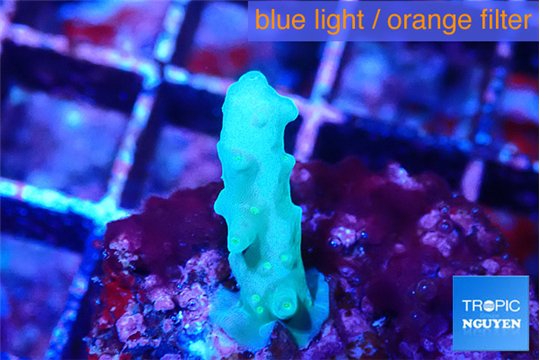 Acropora green 2 cm WYSIWYG acclimaté