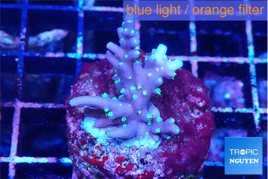 Acropora carduus green polyps deep water 2-3 cm WYSIWYG acclimaté