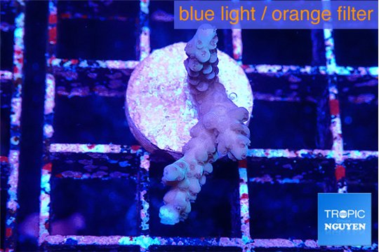 Acropora purple 2 cm WYSIWYG acclimaté