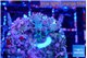 Acropora purple 1-2 cm WYSIWYG acclimaté