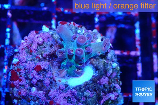 Acropora purple 1-2 cm WYSIWYG acclimaté
