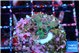 Acropora purple 1-2 cm WYSIWYG acclimaté