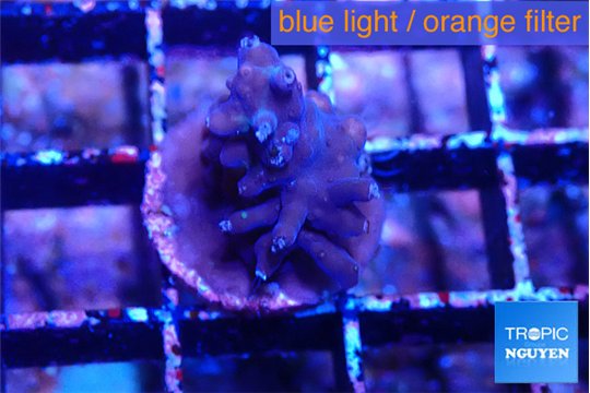 Acropora purple 1-2 cm WYSIWYG acclimaté
