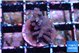 Acropora purple 1-2 cm WYSIWYG acclimaté