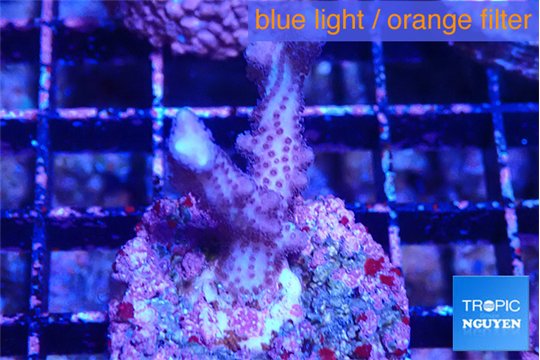 Acropora carduus green polyps deep water 2-3 cm WYSIWYG acclimaté