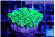 Galaxea neon green 3-4 cm WYSIWYG acclimaté