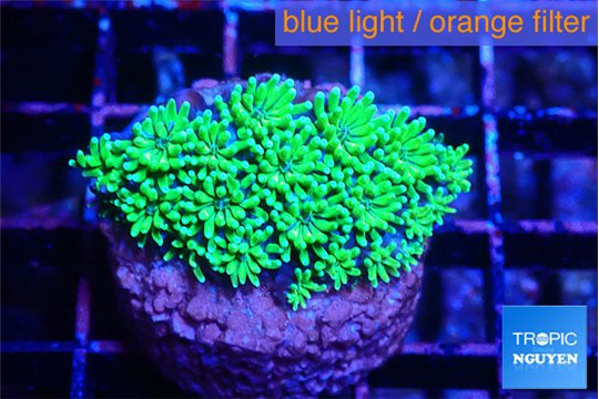 Galaxea neon green 3-4 cm WYSIWYG acclimaté