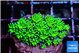 Galaxea neon green 3-4 cm WYSIWYG acclimaté