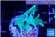 Acropora green ice 3-4 cm WYSIWYG acclimaté