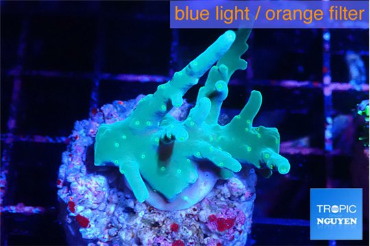Acropora green ice 3-4 cm WYSIWYG acclimaté