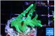 Acropora green ice 3-4 cm WYSIWYG acclimaté
