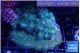 Pocillopora damicornis green & pink tip 5-7 cm WYSIWYG acclimaté