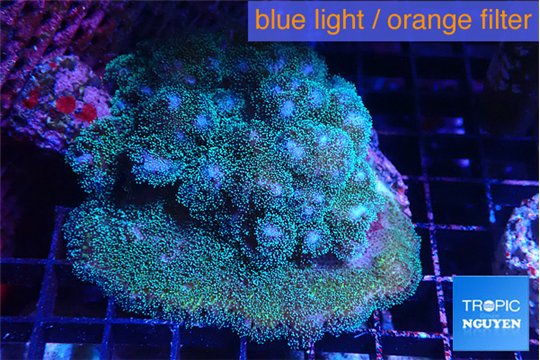 Pocillopora damicornis green & pink tip 5-7 cm WYSIWYG acclimaté