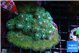 Pocillopora damicornis green & pink tip 5-7 cm WYSIWYG acclimaté