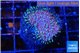 Sarcophython full neon green polyps Australia 3-4 cm WYSIWYG acclimaté