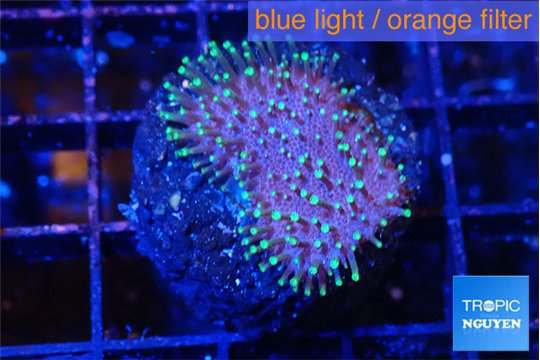Sarcophython full neon green polyps Australia 3-4 cm WYSIWYG acclimaté