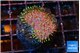 Sarcophython full neon green polyps Australia 3-4 cm WYSIWYG acclimaté