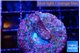 Seritopora pink purple Fijii 2 cm WYSIWYG acclimaté