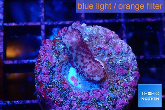 Seritopora pink purple Fijii 2 cm WYSIWYG acclimaté