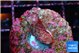 Seritopora pink purple Fijii 2 cm WYSIWYG acclimaté