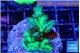 Acropora green & blue tip 3-4 cm WYSIWYG acclimaté