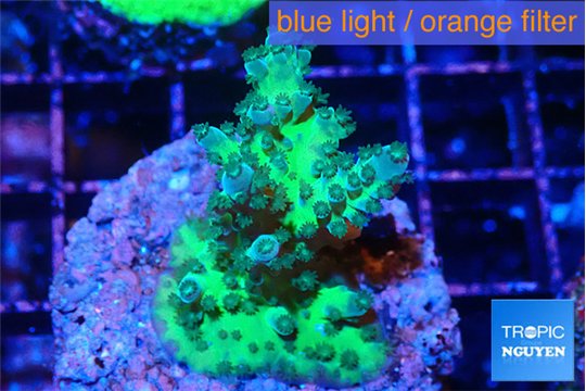Acropora green & blue tip 3-4 cm WYSIWYG acclimaté