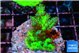 Acropora green & blue tip 3-4 cm WYSIWYG acclimaté