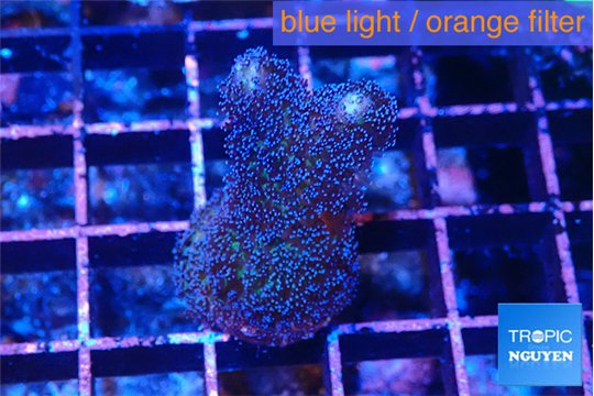 Stylophora milka 2-3 cm WYSIWYG acclimaté