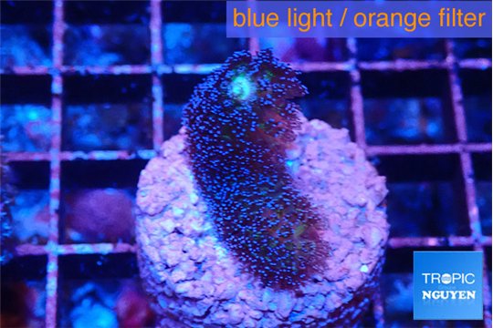 Stylophora milka 2-3 cm WYSIWYG acclimaté