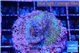 Acropora purple green 2-3 cm WYSIWYG acclimaté