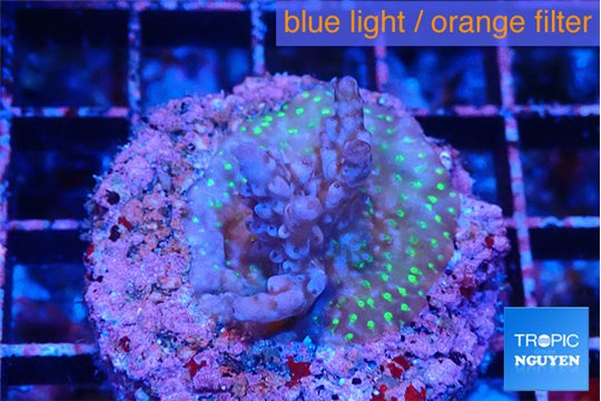 Acropora purple green 2-3 cm WYSIWYG acclimaté