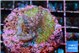 Acropora purple green 2-3 cm WYSIWYG acclimaté