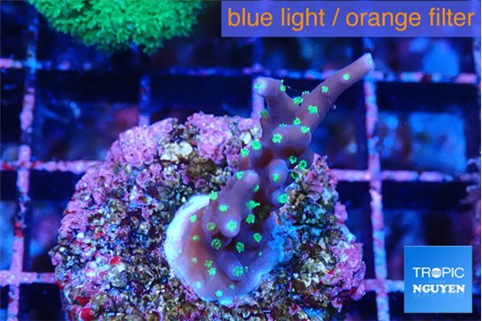 Acropora carduus green polyps deep water 2 cm WYSIWYG acclimaté