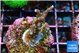 Acropora carduus green polyps deep water 2 cm WYSIWYG acclimaté