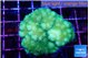 Pocillopora verrucosa toxic green 4-5 cm WYSIWYG acclimaté