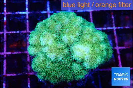 Pocillopora verrucosa toxic green 4-5 cm WYSIWYG acclimaté