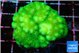 Pocillopora verrucosa toxic green 4-5 cm WYSIWYG acclimaté