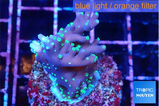 Acropora carduus green polyps deep water 2-4 cm WYSIWYG acclimaté