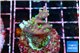 Acropora carduus green polyps deep water 2-4 cm WYSIWYG acclimaté