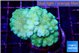 Pocillopora verrucosa toxic green 4-5 cm WYSIWYG acclimaté