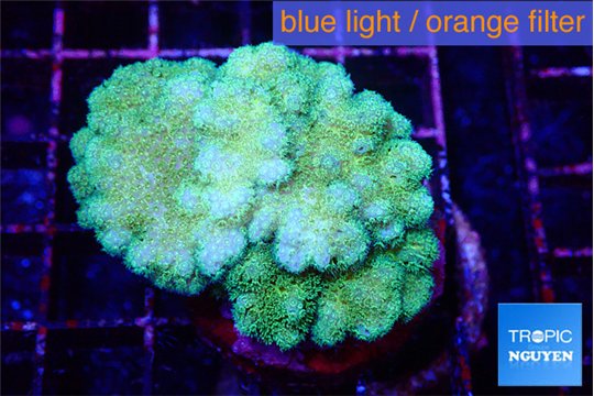 Pocillopora verrucosa toxic green 4-5 cm WYSIWYG acclimaté